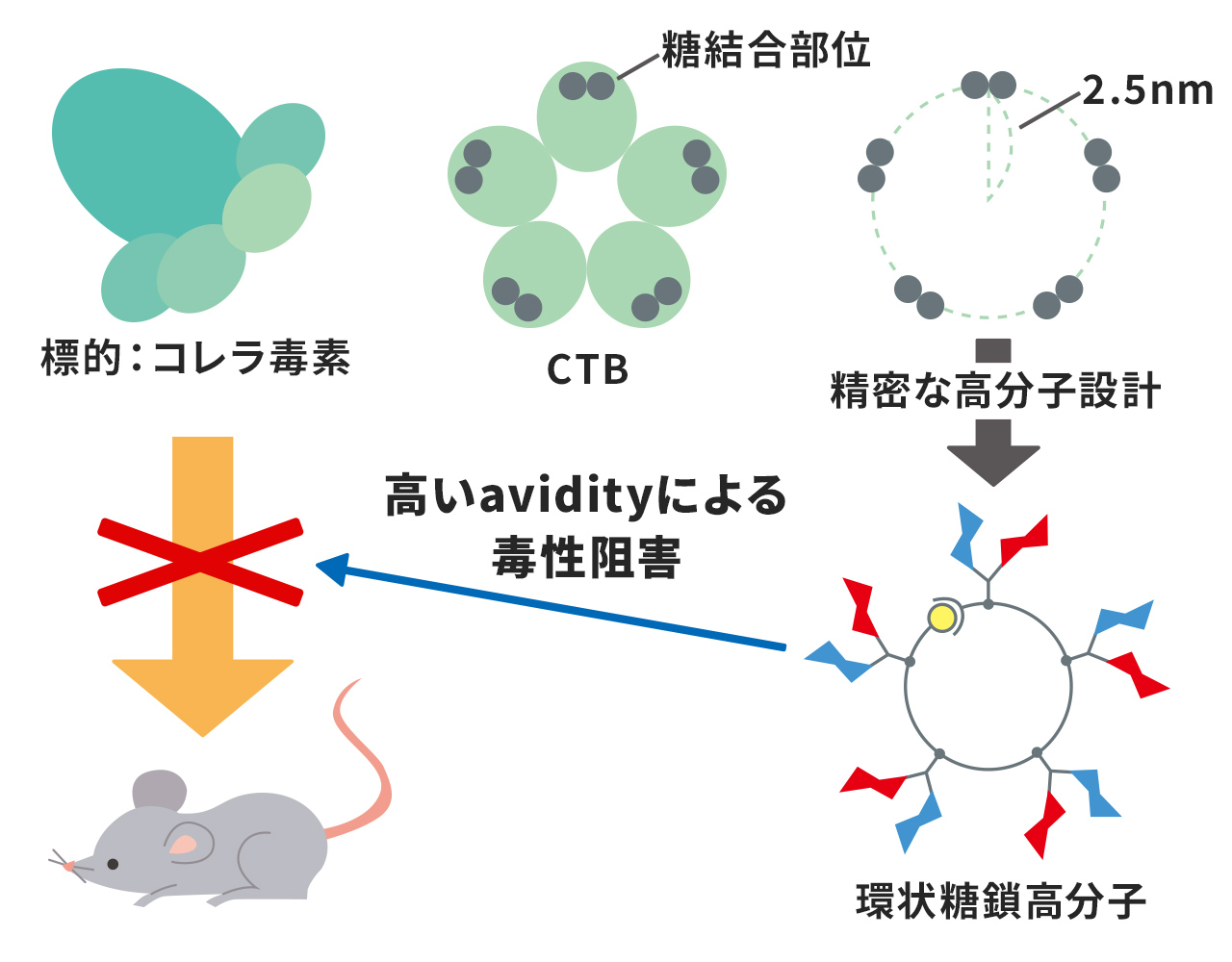計画研究 A03　精密トポロジー設計技術を基盤とした次世代創薬モダリティーの創出