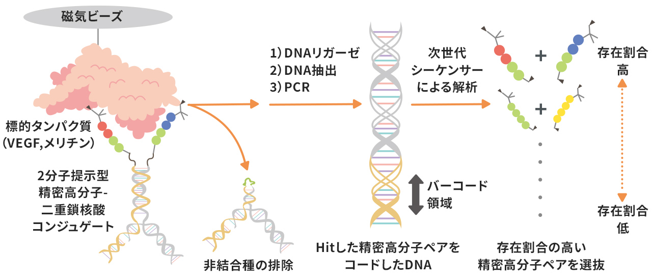 計画研究 C01　精密高分子と核酸との共進化と創薬