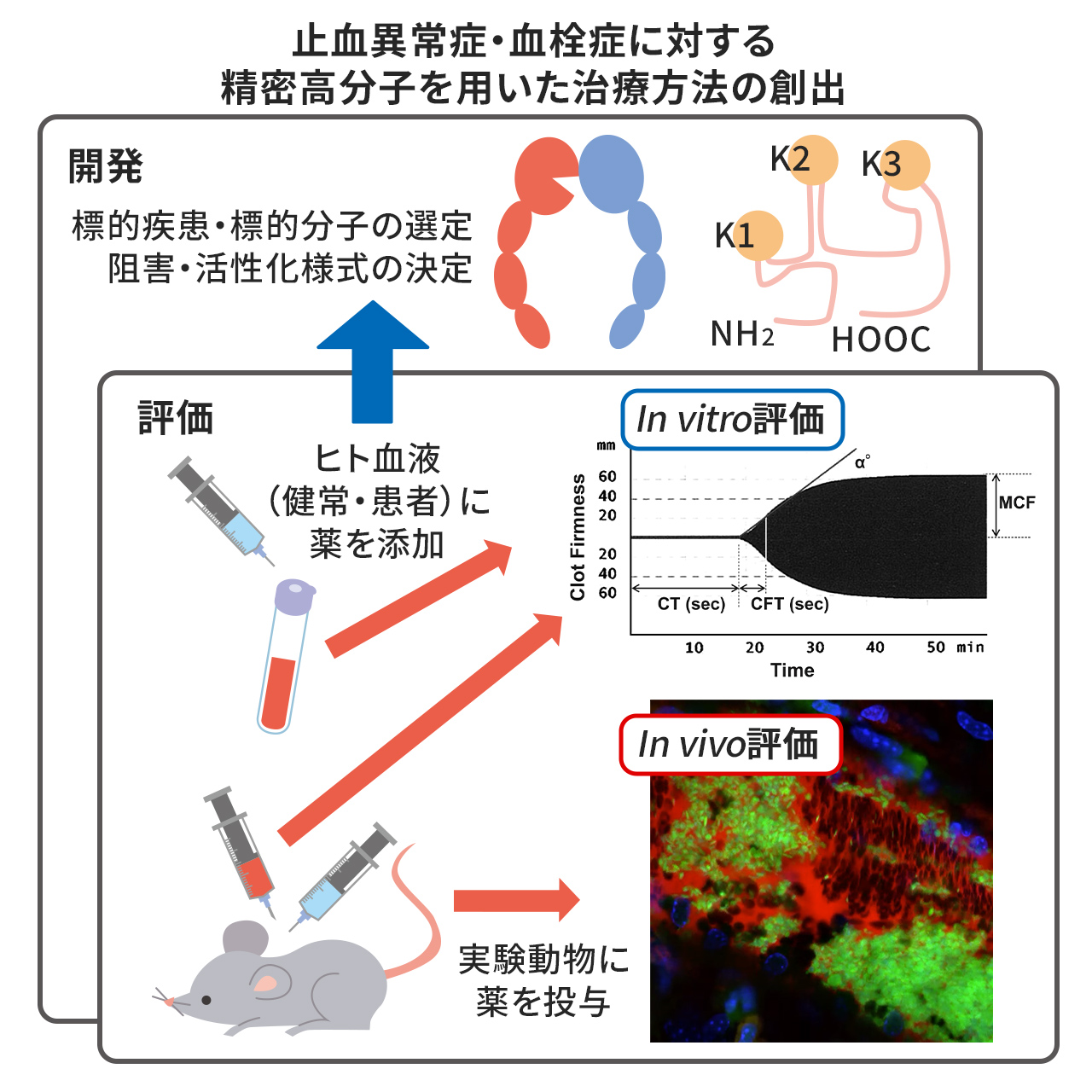 計画研究 D02　止血異常症・血栓症に対する精密高分子を用いた治療方法の創出