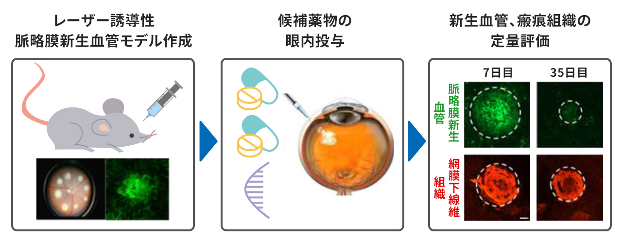 計画研究 D04　加齢黄斑変性に対する精密高分子を用いた治療方法の創出