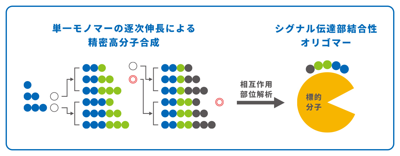 計画研究 A01　精密合成高分子を基盤とした次世代創薬モダリティーの創出