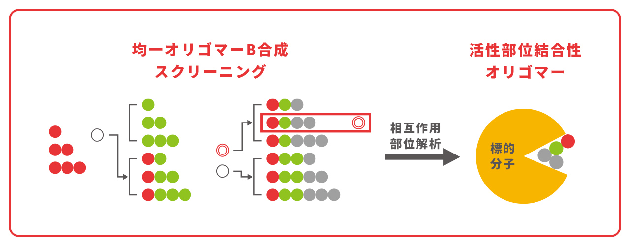 計画研究 A01　精密合成高分子を基盤とした次世代創薬モダリティーの創出