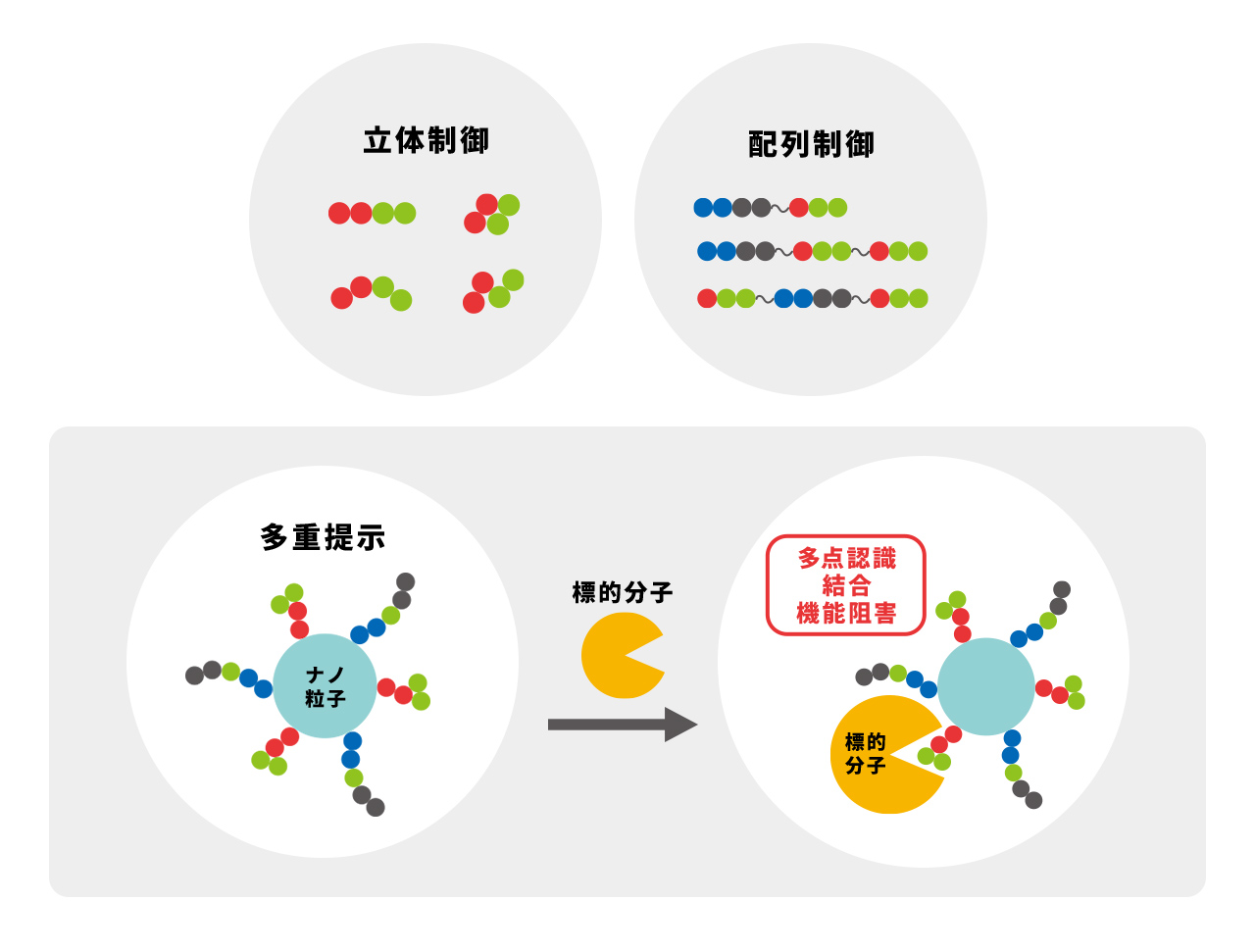 計画研究 A01　精密合成高分子を基盤とした次世代創薬モダリティーの創出